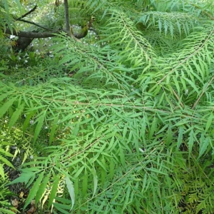 Sumac De Virginie – Rhus Typhina Dissecta