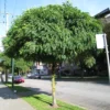 Robinia Pseudoacacia Umbraculifera – Acacia Boule.