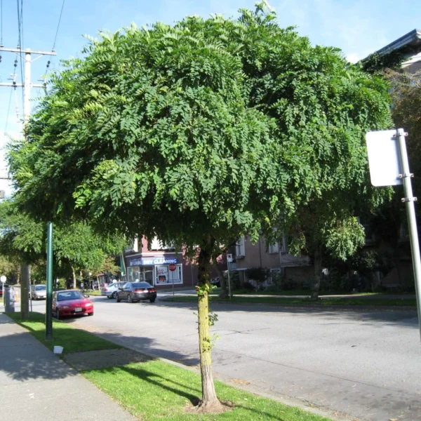 Robinia Pseudoacacia Umbraculifera – Acacia Boule.