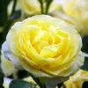 Rosa Golden Border – Rosier à Fleurs Groupées