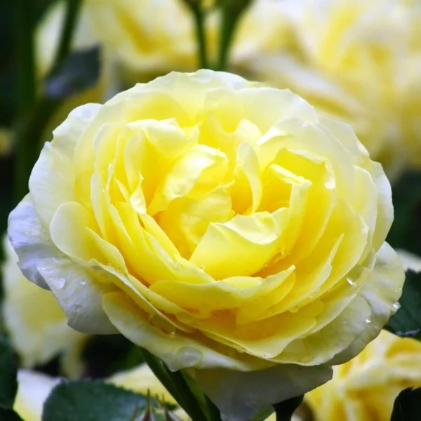 Rosa Golden Border – Rosier à Fleurs Groupées