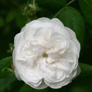 Rosier Ancien Mme Hardy