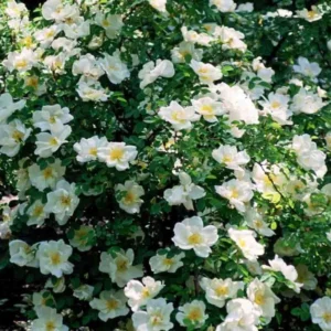 Rosier Arbustif Nevada