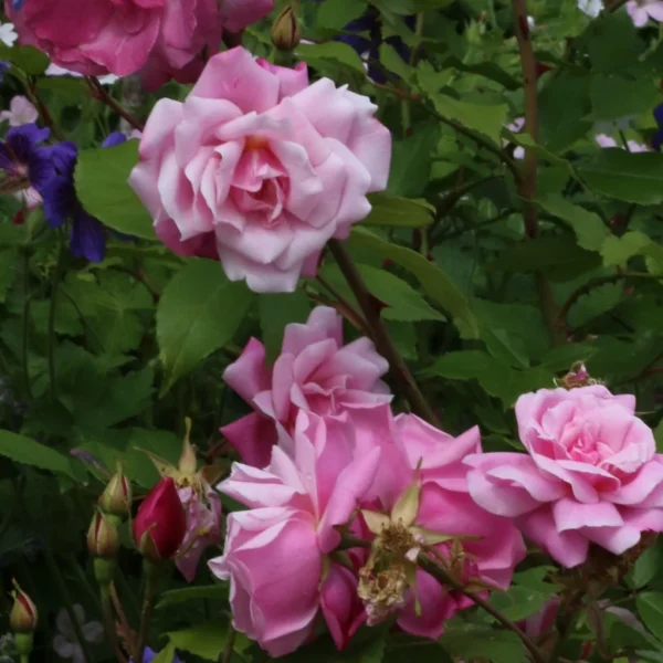 Rosier Ancien Old Blush