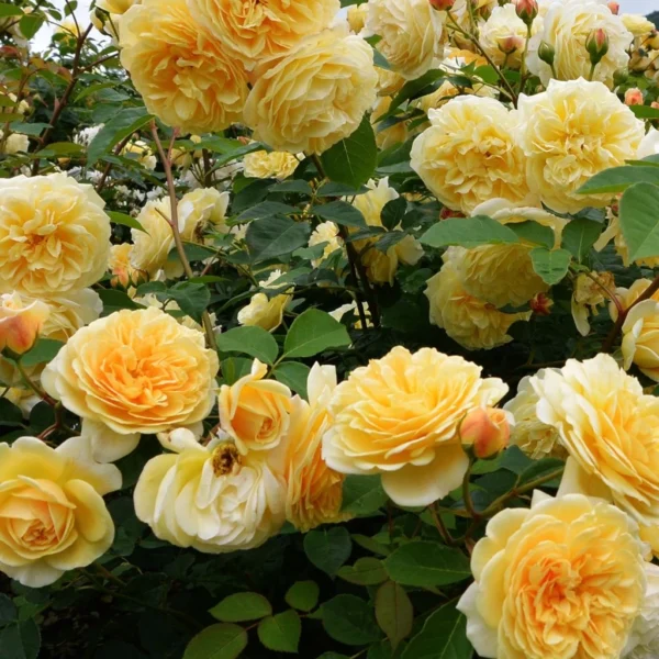 Rosier à Fleurs Groupées Off-Load