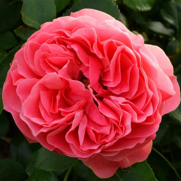 Rosier à Fleurs Groupées Pick’n Go