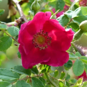 Rosier Botanique – Rosa Moyesii Geranium