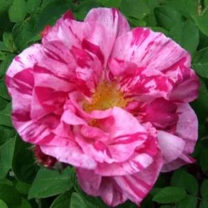 Rosier Ancien Gallica Versicolor