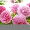 Rosier Ancien Louise Odier