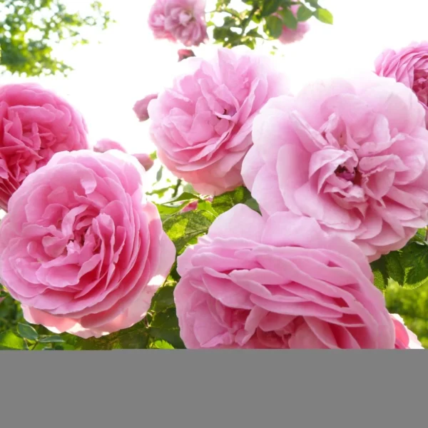 Rosier Ancien Louise Odier