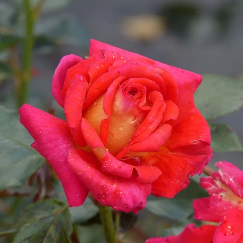 Rosier Parfum de Grasse, buisson à parfum intense