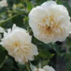 Rosier David Austin Lichfield Angel