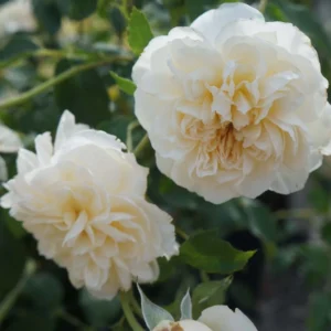 Rosier David Austin Lichfield Angel