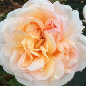 Rosier David Austin The Lady Gardener