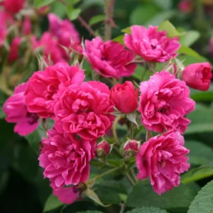 Rosier Ancien F.J Grootendorst
