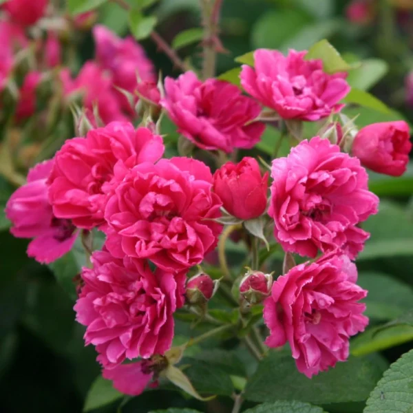 Rosier Ancien F.J Grootendorst