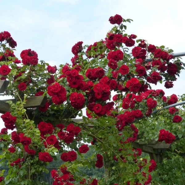 Rosier Grimpant Amadeus