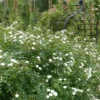 Rosier Grimpant Guirlande D’Amour