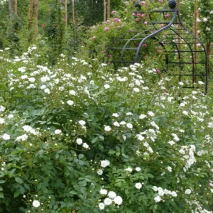 Rosier Grimpant Guirlande D’Amour