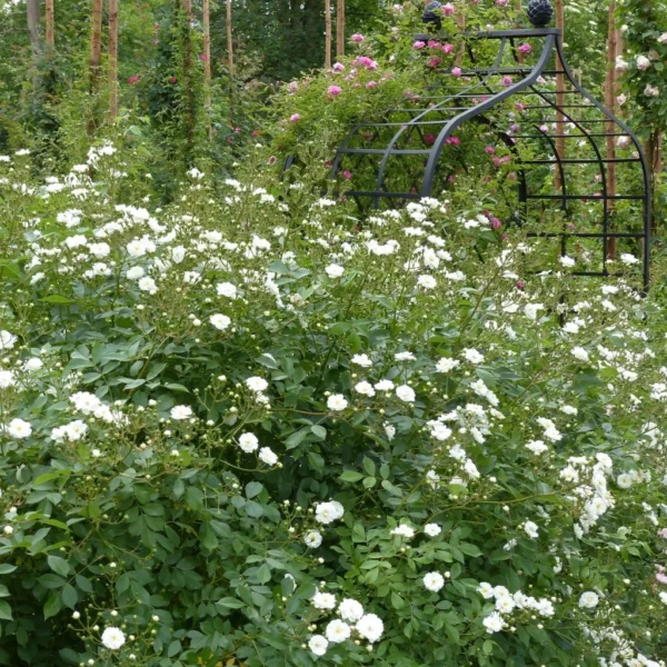 Rosier Grimpant Guirlande D’Amour