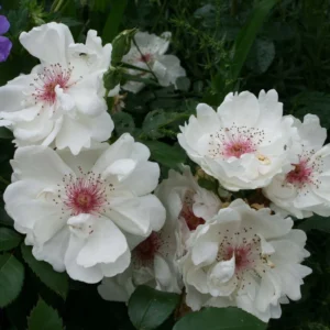 Rosier Ancien Jacqueline Du Pré