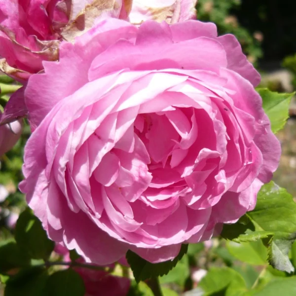 Rosier Ancien La Reine Victoria