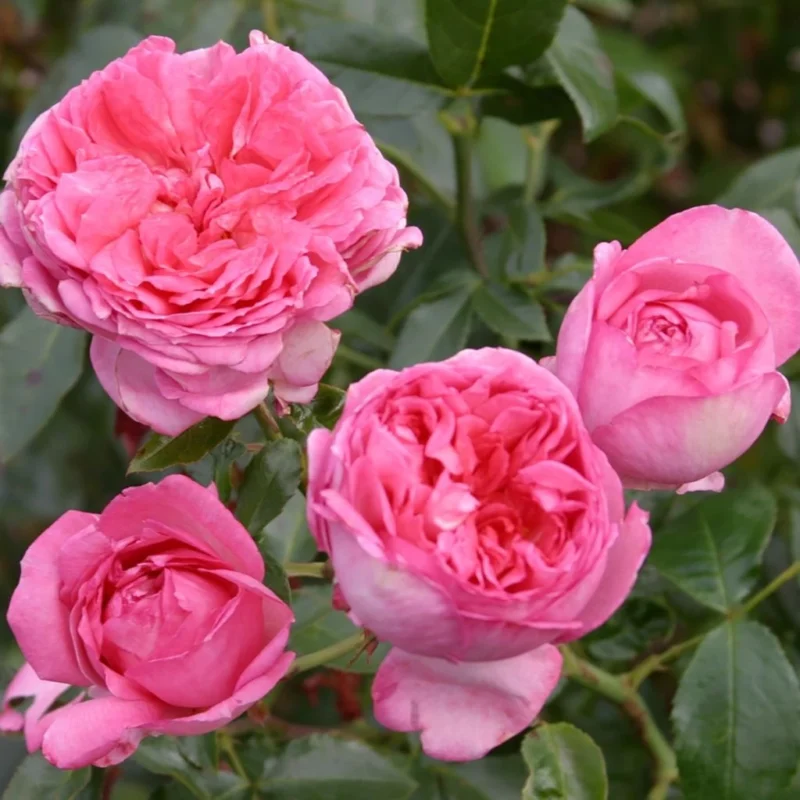 Rosier La Rose de Molinard fleurs roses