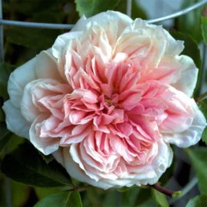 Rosier Liane Paul Noel