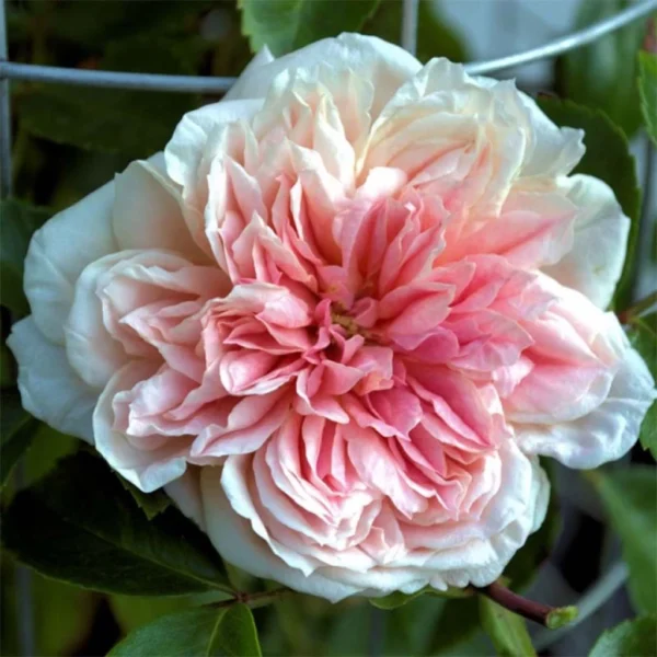 Rosier Liane Paul Noel