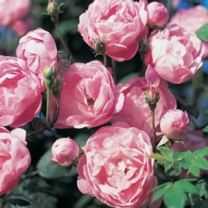 Rosier Ancien Raubritter