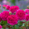 Rosier Tige Anglais David Austin Gabriel Oak