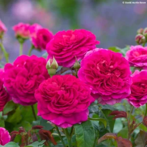 Rosier Tige Anglais David Austin Gabriel Oak