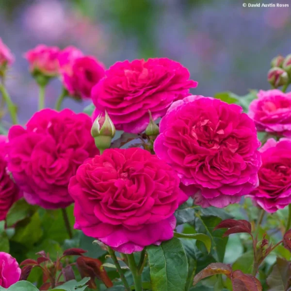 Rosier Tige Anglais David Austin Gabriel Oak