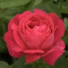 Rosier Ancien Ulrich Brunner Fils