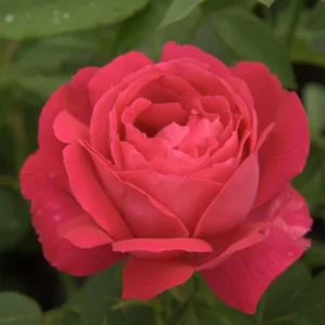 Rosier Ancien Ulrich Brunner Fils