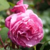 Rosier à Grandes Fleurs Line Renaud