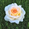 Rosier à Grandes Fleurs Anastasia