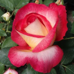 Rosier à Grandes Fleurs Bolshoï