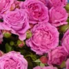 Rosier à Grandes Fleurs Claire Marshall