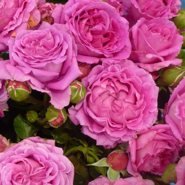 Rosier à Grandes Fleurs Claire Marshall