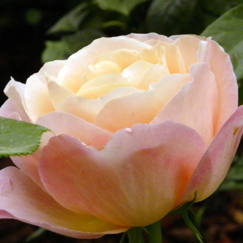 Rosier Isabelle Autissier - grands boutons