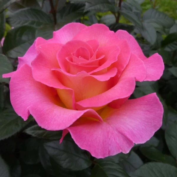 Rosier à Grandes Fleurs Pink Paradise