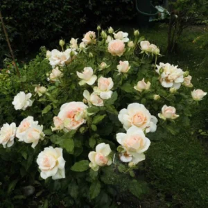 Rosier à Grandes Fleurs Sweet Love