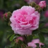 Rosier Ancien Chapeau De Napoléon