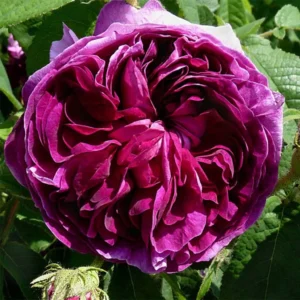 Rosier Ancien Charles De Mills