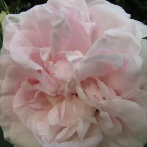 Rosier Ancien Cuisse De Nymphe