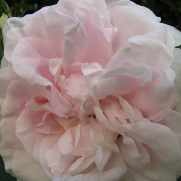 Rosier Ancien Cuisse De Nymphe