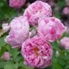 Rosier Ancien Honorine De Brabant