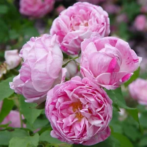 Rosier Ancien Honorine De Brabant