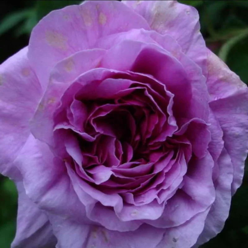 Rosier ancien Jenny Duval, fleurs rose pâle